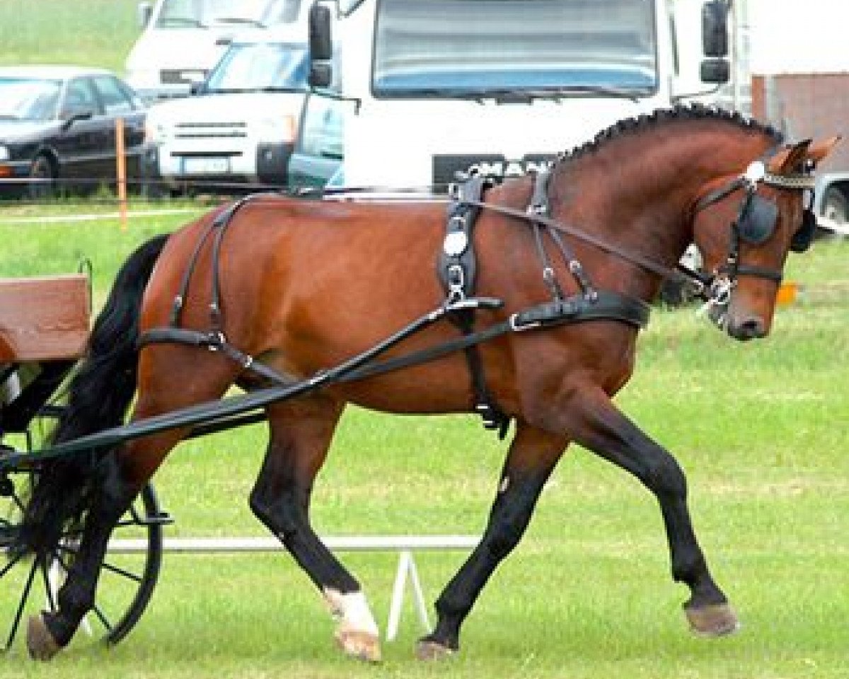 Deckhengst Elbcapitän (Schweres Warmblut, 2002, von Elbling)