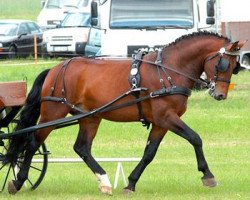 Deckhengst Elbcapitän (Schweres Warmblut, 2002, von Elbling)