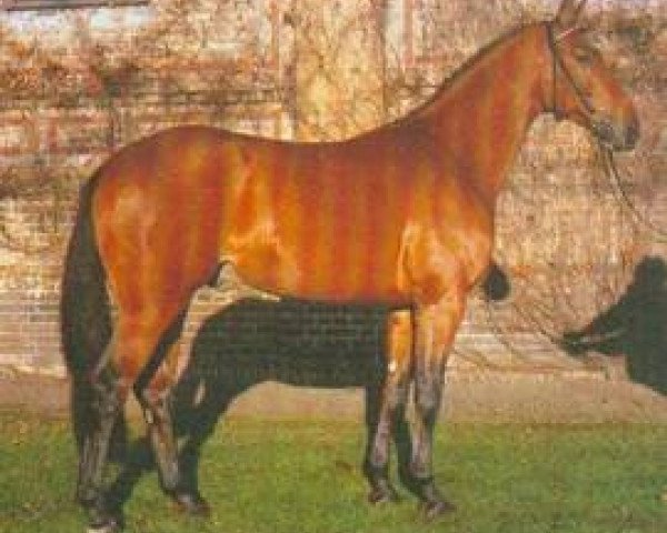 stallion Pocalino (Westphalian, 1998, from Polydor)