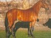 stallion Pocalino (Westphalian, 1998, from Polydor)