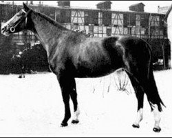 stallion Semper Idem (Trakehner, 1934, from Dampfross)