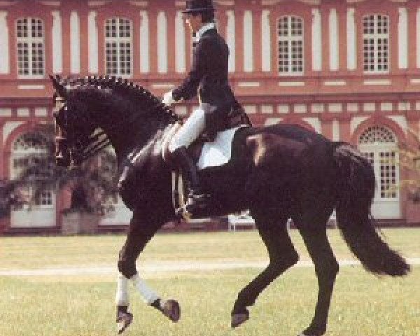 stallion Caribo GL (Holsteiner, 1980, from Calypso II)