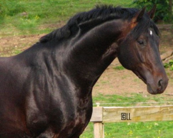 stallion Sagnol (Oldenburg, 2001, from Sandro Hit)