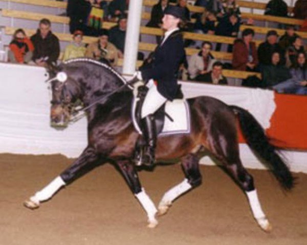 stallion Bavarottie (Westphalian, 1989, from Black Boy)