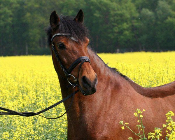 dressage horse Lord Bobo (German Riding Pony, 1994, from Landois)