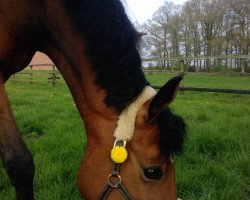 broodmare Syriana WE (German Riding Pony, 2007, from Hilkens Black Delight)