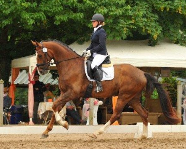 dressage horse Federtanz M (Zweibrücken, 2012, from Foundation 2)