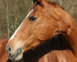 broodmare Wega (Hanoverian, 1992, from World Cup III)