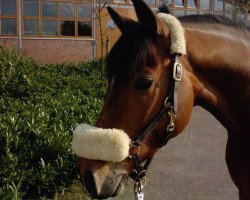 dressage horse Steendieks Spiderman (German Riding Pony, 2007, from Sando Paso N)