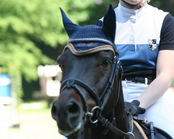jumper Nicolino 9 (German Riding Pony, 2005, from Nibelungenheld)