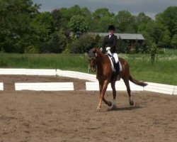 dressage horse Lando 106 (Hanoverian, 1995, from Landfriese I)