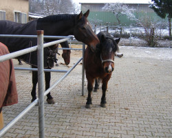 horse Robin (Oldenburg, 1994, from Rubinstein I)