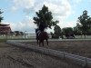 dressage horse Limbo Rock (Hanoverian, 2007, from Locksley II)