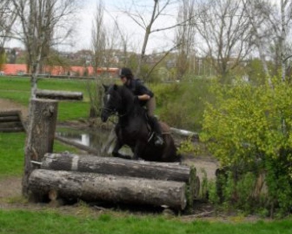 dressage horse Leonardo (Thuringia, 1999)