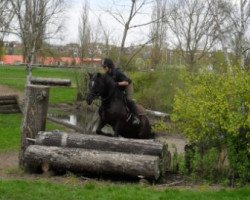 dressage horse Leonardo (Thuringia, 1999)