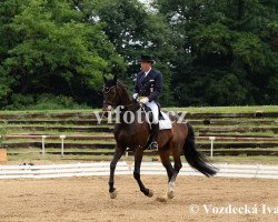 dressage horse Richmond 23 (Westphalian, 2000, from Rheingau)