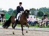 dressage horse Darlings Dream (Swiss Warmblood, 2002, from Day Dream)