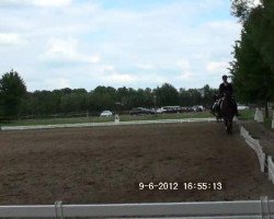 dressage horse Skydiver 2 (Hanoverian, 1995, from Silvio I)