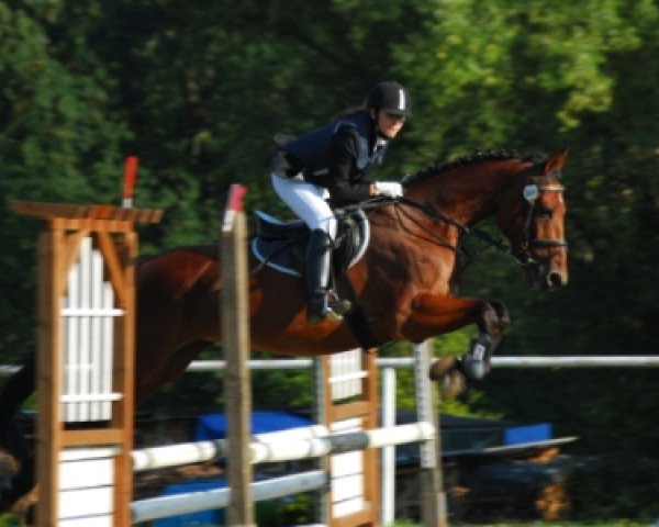 dressage horse Larissa (Bavarian, 1998, from Acord II)