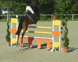 jumper Carlos S 3 (Holsteiner, 2001, from Contender)