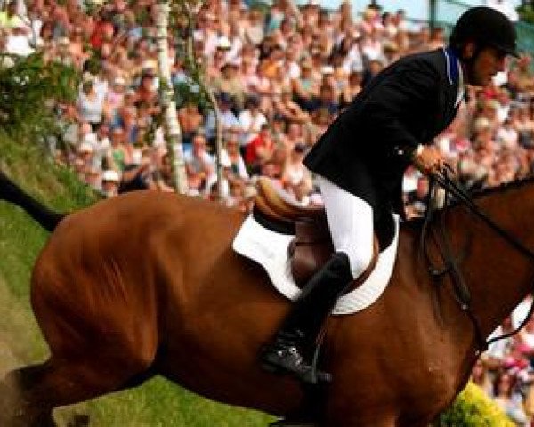 Pferd Dorada 15 (Irish Sport Horse, 1998, von Harlequin du Carel)