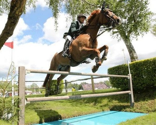 Springpferd Loughnatousa W B (Irish Sport Horse, 1999, von Spring Elegance VII)