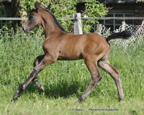 Springpferd LA vom Aubachtal (Westfale, 2012, von Los Angeles)