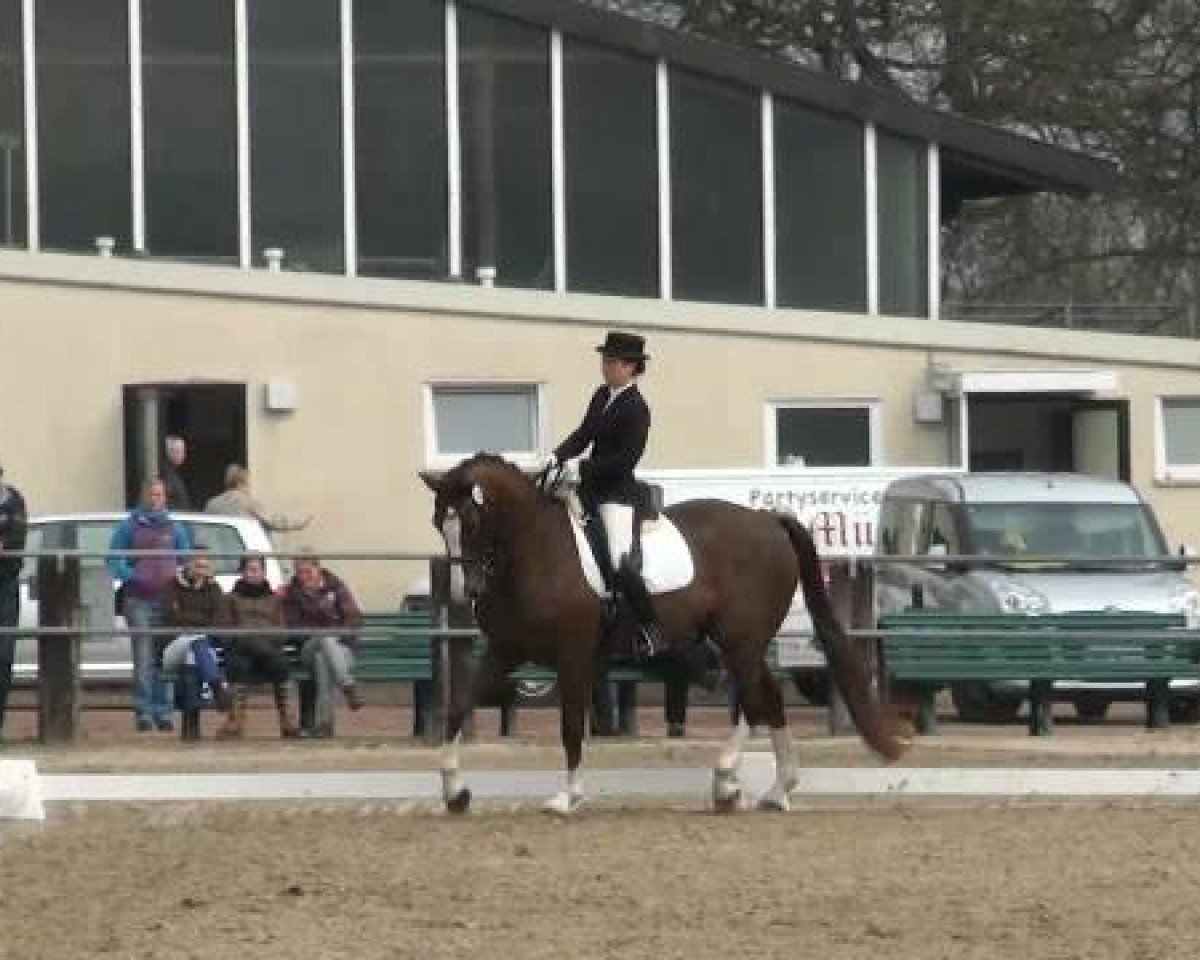 dressage horse Aaron 164 (Westphalian, 1997, from Azur de Paulstra)