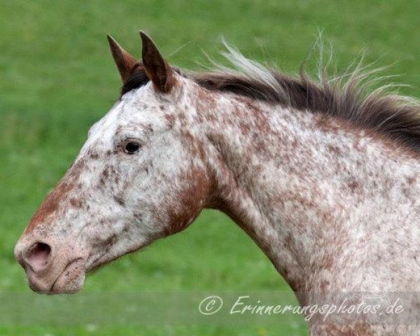 horse Joy (Appaloosa, 2000)