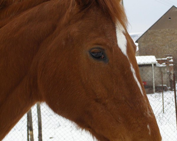 broodmare Anja (Zweibrücken, 1988, from Achat)