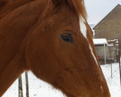 broodmare Anja (Zweibrücken, 1988, from Achat)