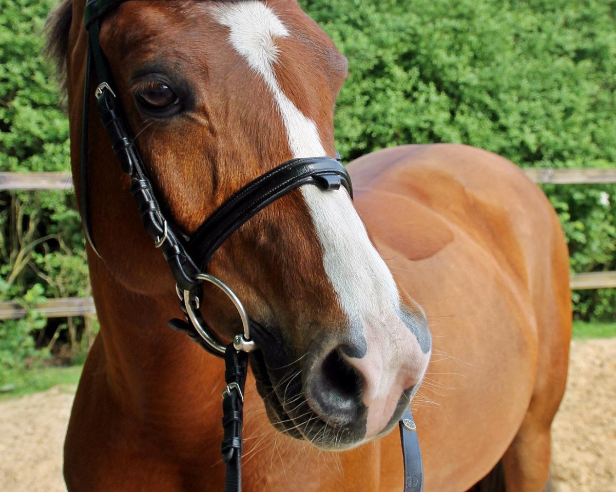 Springpferd Casimir (Deutsches Reitpony, 2001, von Confetti)