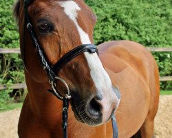 jumper Casimir (German Riding Pony, 2001, from Confetti)