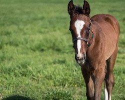 horse Hengst von American Pharoah xx (Thoroughbred, 2022, from American Pharoah xx)