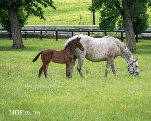 horse Hengst von Medaglia d´Oro xx (Thoroughbred, 2022, from Medaglia d'Oro xx)