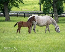 Pferd Hengst von Medaglia d´Oro xx (Englisches Vollblut, 2022, von Medaglia d'Oro xx)