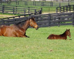 horse Stute von Munnings xx (Thoroughbred, 2022, from Munnings xx)