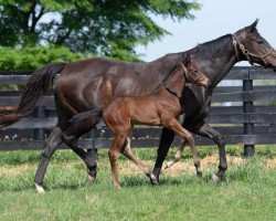 horse Hengst von Bernardini xx (Thoroughbred, 2022, from Bernardini xx)