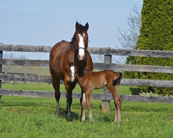 Pferd Hengst von Tapit xx (Englisches Vollblut, 2022, von Tapit xx)