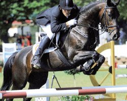 dressage horse Chocolate 32 (Oldenburg, 2001, from Concetto I)