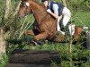 dressage horse Pinot 39 (Thuringia, 1999, from Pharis)