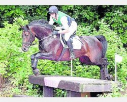 dressage horse Eine wie Keine 5 (Hannoveraner, 2005, from El Bundy)