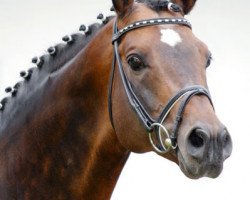 stallion Couracius (Trakehner, 2001, from Sixtus)