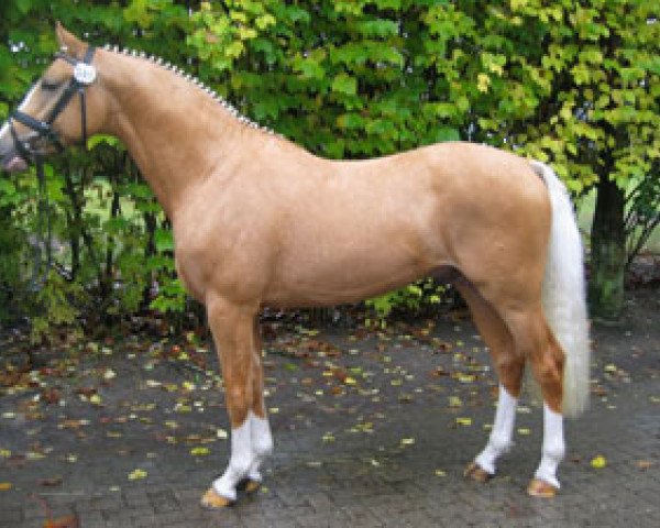 stallion Joldis Charmant (German Riding Pony, 2003, from FS Champion de Luxe)