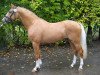 stallion Joldis Charmant (German Riding Pony, 2003, from FS Champion de Luxe)