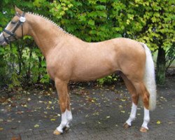 Deckhengst Joldis Charmant (Deutsches Reitpony, 2003, von FS Champion de Luxe)