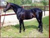 stallion Rocky Twist (German Riding Pony, 1988, from Rondo)