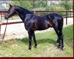 stallion Rocky Twist (German Riding Pony, 1988, from Rondo)