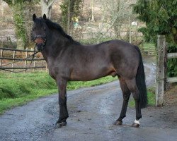 Deckhengst Kantje's Ronaldo (New-Forest-Pony, 1987, von Watershof Pretendent)