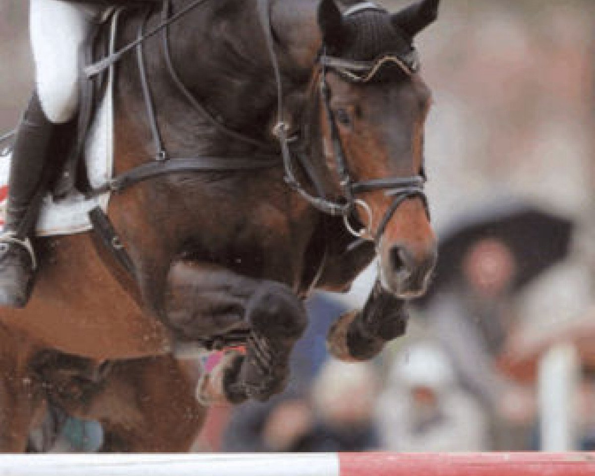stallion Catrick I (Holsteiner, 1993, from Calando I)